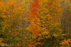 Trees 8