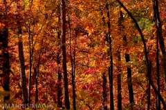 Trees 9