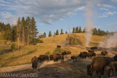 Yellowstone Bison 1