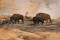 Yellowstone Bison 2