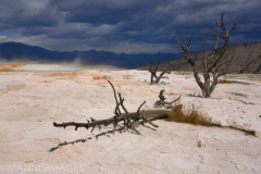 Mammoth Hot Springs