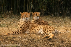 Cheetahs