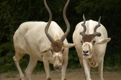 Addax Pair