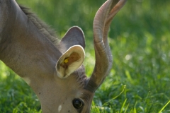 Lesser Kudu