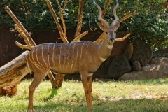 Lesser Kudu 2