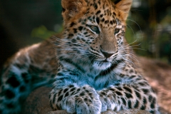 Amur Leopard Cub