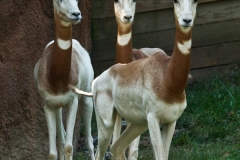 Addra Gazelle