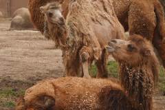 Bactrian Camels