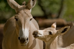 Wild Ass Closeup