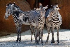 Grevy Zebra