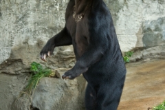 Malayan Sun Bear