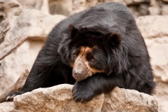 Spectacled Bear