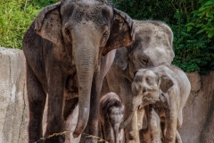 Elephant Family