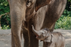 Mom and Baby Elephants