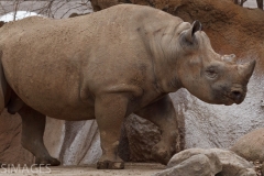 Black Rhino