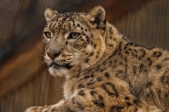 Snow Leopard