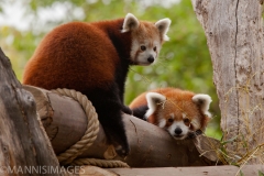Red Pandas