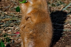 Praire Dog