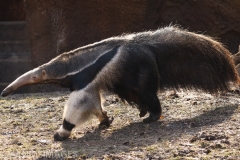 Ant Eater