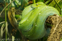 Green Tree Python