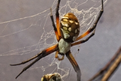 Black and Yellow Angiope Spider
