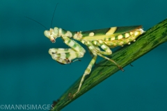 Banded Flower Mantis
