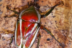 Derbyana Flower Beetle