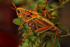 Lubber Grasshopper