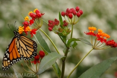 Monarch Butterfly