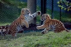Tiger Cubs