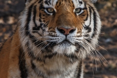 Amur Tiger