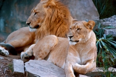 Lion Pair