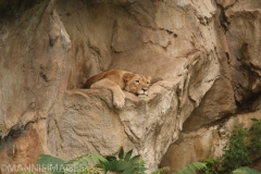 Lion 2
