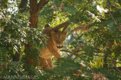 Lion 3